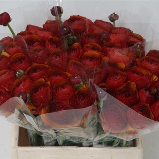 Freshy Ranunculus Cloony L X10 Brown