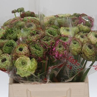 Freshy Ranunculus Ranonkel Ponpon XXL “Malva” | Kleur: Paars | Lengte ± 45 centimeter | Per 10 stelen