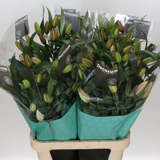 Freshy Lelie Oriental Dubbel Aqua “RL Isabella” | Kleur: Roze | Lengte ± 95 centimeter | Per 10 stelen