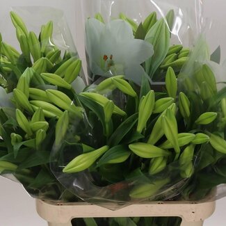 Freshy Lelie Longiflorum Aqua “Watch Up” | 2 bloemen | Kleur: Wit | Lengte ± 90 centimeter | Per 10 stelen