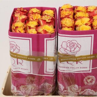 Freshy Grootbloemige Roos “Sunset X-pression” | Kleur: Geel | Lengte ± 50 centimeter | Herkomst Ecuador | Per 25 stelen