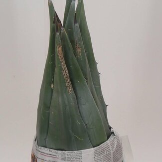 Freshy Agave Blad 60cm