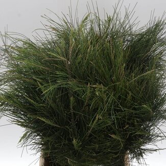 Freshy Casuarina 300gr (p. bos)