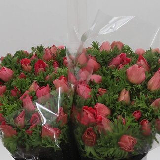 Freshy Anemone “Mistral L Pink” | Kleur: Roze | Lengte ± 40 centimeter | Per 50 stelen