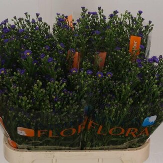 Freshy Aster “Casamare” | Kleur: Paars | Lengte ± 80 centimeter | Gewicht ± 35 gram per tak | Per 25 stelen