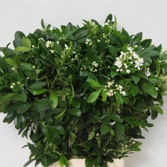 Freshy Choisya 250gr (p. bos)