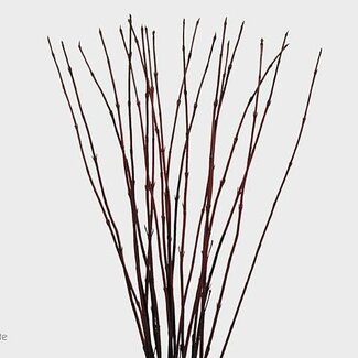 Freshy Cornus Alba Sibirica Witte Kornoelje | Kleur: Rood | Lengte ± 80 centimeter | Per 100 takken