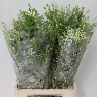 Freshy Exochorda Parelstruik | Kleur: Wit | Lengte ± 60 centimeter | Gewicht 200 gram per bos | Per 5 bossen