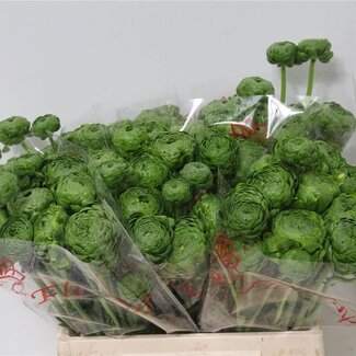 Freshy Ranunculus Ranonkel Ponpon L “Peter Pan” | Kleur: Gemengde Kleuren | Lengte ± 45 centimeter | Per 10 stelen