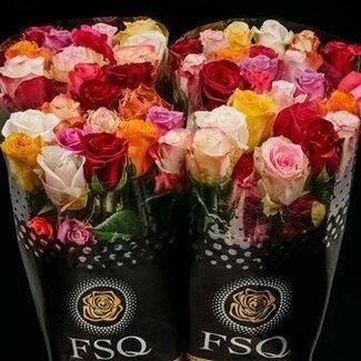 Freshy Craspedia “Paint Pop” | Kleur: Geel | Lengte ± 80 centimeter | Per 25 stelen