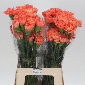 Freshy Anjer Lang Hermes Orange