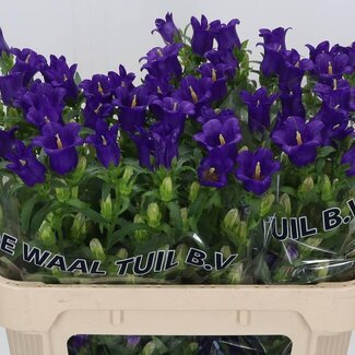 Freshy Limonium Safora “Pink Sky” | Kleur: Paars | Lengte ± 70 centimeter | Gewicht ± 30 gram per tak | Per 25 stelen