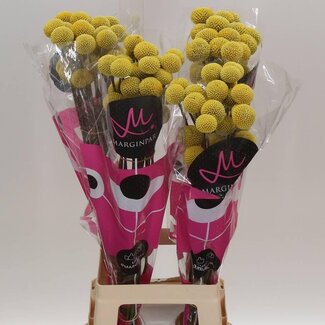 Freshy Craspedia Paint Pop