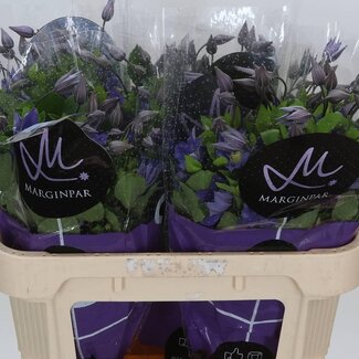 Freshy Clematis Amazing Sofia