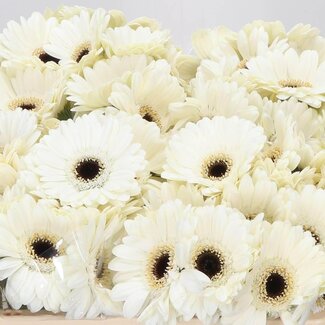 Freshy Paeonia Pioenroos “Bridal Shower” | Kleur: Gemengde Kleuren | Lengte ± 50 centimeter | Per 20 stelen