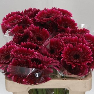 Freshy Paeonia Pioenroos “Odile” | Kleur: Wit | Lengte ± 60 centimeter | Per 20 stelen