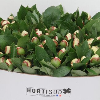 Freshy Paeonia L Festiva Maxima 50cm