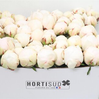 Freshy Pittosporum Nigrum | Kleur: Groen | Lengte ± 50 centimeter | Gewicht 150 gram per bos | Per 5 bossen