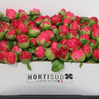 Freshy Paeonia L Paula Fay 80cm