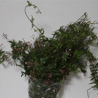 Freshy Jasminum (p. bos)