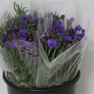 Freshy Germini Aqua “Sunshine” | Kleur: Geel | Lengte ± 50 centimeter | Per 20 stelen