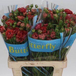 Freshy Germini Aqua “Henry” | Kleur: Oranje | Lengte ± 50 centimeter | Per 20 stelen