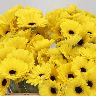 Freshy Germini. Aqua Sunshine x20