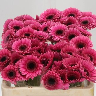 Freshy Grootbloemige Roos “Royal Jewel” | Kleur: Roze | Lengte ± 40 centimeter | Per 20 stelen