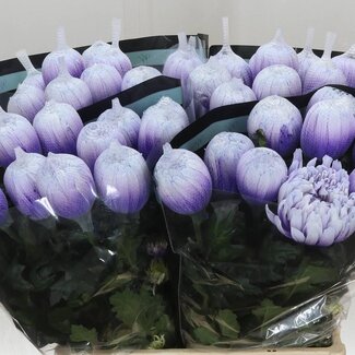 Freshy Chrysant deco Antonov Kleurbehandeld Pastel Milka