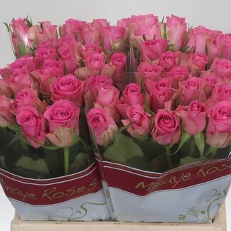 Freshy Hollandse Trosroos “Sofie” | Kleur: Roze | Lengte ± 70 centimeter | Per 10 stelen