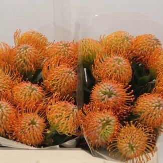 Freshy Grootbloemige Roos “Orange Crush” | Kleur: Oranje | Lengte ± 60 centimeter | Herkomst Ecuador | Per 25 stelen