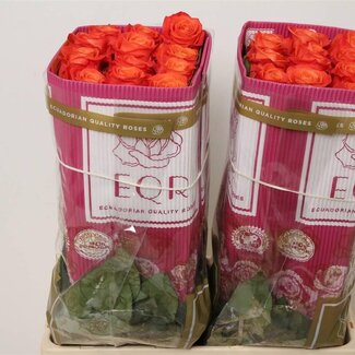 Freshy R Eq Orange Crush