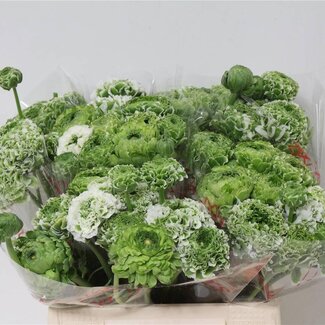 Freshy Ranunculus Ponpon Xxl X10 Igloo