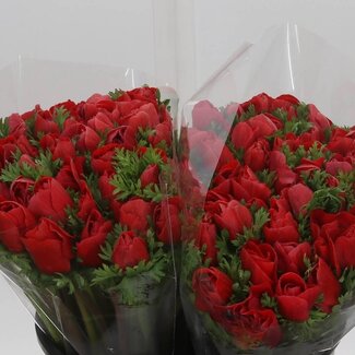 Freshy Anemone Mistral L X50 Red