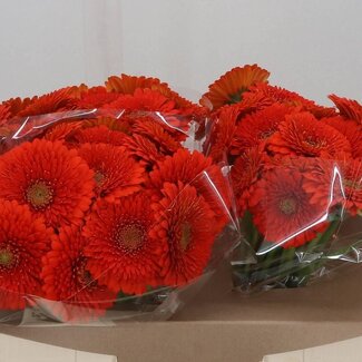 Freshy Gerbera “Pastini Vittoria” | Kleur: Roze | Lengte ± 50 centimeter | Per 25 stelen