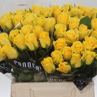 Freshy Rosa Moonwalk