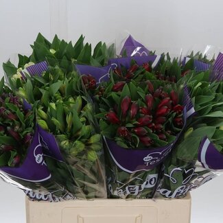 Freshy Alst.kort Gem In Fust Import Ex