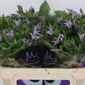 Freshy Clematis Star River