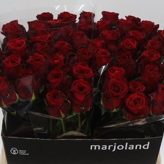 Freshy Rosa Red Naomi