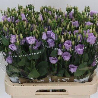 Freshy Lelie Longiflorum Aqua “Watch Up” | 1 bloem | Kleur: Wit | Lengte ± 90 centimeter | Per 10 stelen