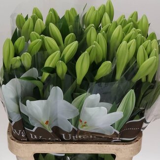 Freshy Leucadendron “Safari Sunset” | Kleur: Groen Rood | Lengte ± 60 centimeter | Per 20 stelen