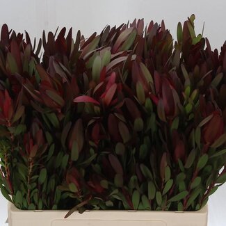 Freshy Anethum Graveolens Dille | Kleur: Wit | Lengte ± 70 centimeter | Per 25 stelen