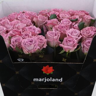 Freshy Rosa Nayeli X L