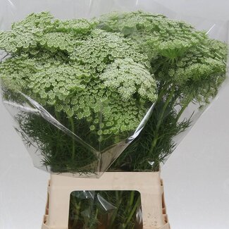 Freshy Chamelaucium Uncinatum Waxflower “Ofir” | Kleur: Wit | Lengte ± 80 centimeter | Gewicht ± 60 gram per tak | Per 25 stelen