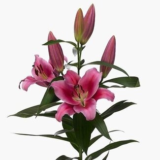 Freshy Enkelbloemige Tulp “Bolroyal Pink” | Kleur: Roze | Lengte ± 38 centimeter | Gewicht ± 44 gram per tak | Per 50 stelen