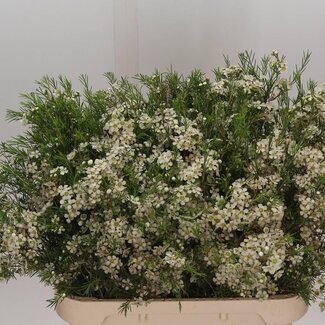 Freshy Freesia Dubbelbloemig “Grandeur” | Kleur: Geel | Lengte ± 54 centimeter | Gewicht ± 22 gram per tak | Per 50 stelen
