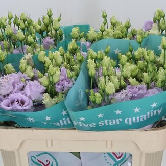 Freshy Eustoma Gevuld Alissa Lavender