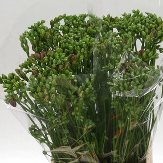 Freshy Freesia dubbel Purple Rain