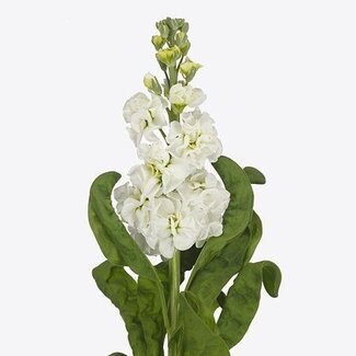 Freshy Violier Stx White