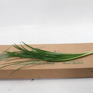 Freshy Lilly Grass (p. bos)